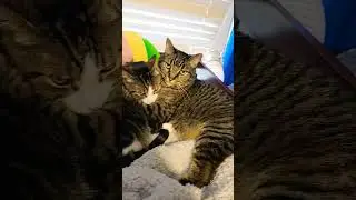 cats