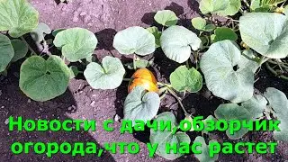 News from the dacha, a review of the garden, what is growing here