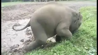 Playful baby elephant