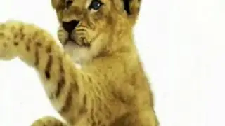 Happy Birthday, Lion Cub Style!