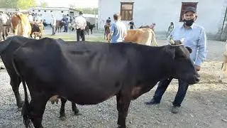 ANDIJON BALIQCHI MOL BOZORI NARXLARI 2021 АНДИЖОН БАЛИКЧИ МОЛ БОЗОРИ НАРХЛАРИ СИММЕНТАЛ ШВЕТ АНГУС