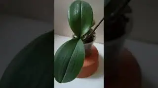 Бутоны и цветоносы Цветения которых жду Wait for flowering