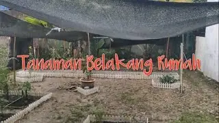 Tanaman Belakang Rumah