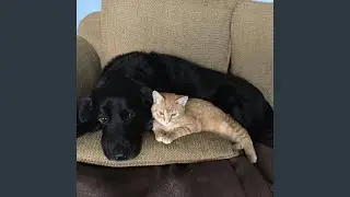Melody for a Happy Tail