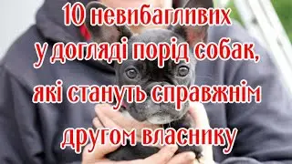 10 невибагливих у догляді порід собак, які стануть справжнім другом власнику