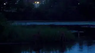 Doe and two fawns (white tailed deer) visit opposite shore while I fish.