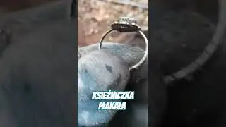 Księżniczka płakała jak zgubiła.