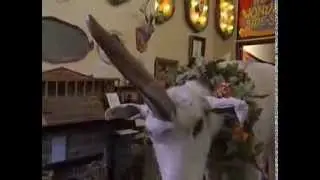 The Most Extreme - Oddities