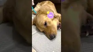 ASMR Golden Retriever Eating Snacks🐶Pudding & Momo#goldenretriever #asmr #asmreating #mukbang