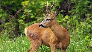 No. 91 Hunting for a male ROE deer. Shot in the frame.