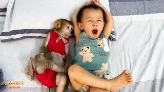 Monkey Kaka Learns Hilarious Sleeping Technique from Diem