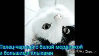 Какой ты кот по знаку Зодиака? / Котики милашки/Знак Зодиака/Гороскоп /