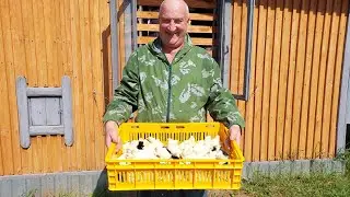 КОГДА ЦЫПЛЯТ МОЖНО  ВЫПУСКАТЬ НА УЛИЦУ !  9.07.2024 год.