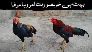 Beautiful Lakha Patha Shoaib Niazi