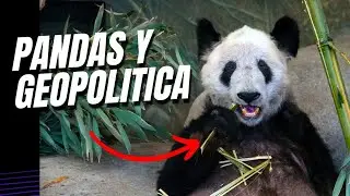 Este oso panda dividió el mundo | Qué está pasando? 🐼