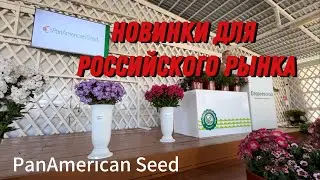 новинки от PanAmerican Seed #залуковицамитюльпановкомне