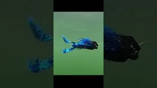 Zman Elite Chatterbait Lure Underwater 