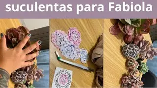 paquete de suculentas + platicando