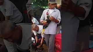 lagi kompromi harga kayanya#shorts #ayam #ayamlokal #pasarayam