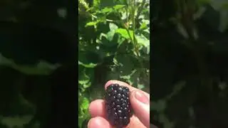 Ежевика Фридом спеет на Ставрополье