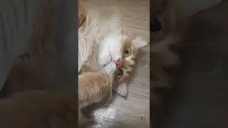 #соняслипи #котики #кошкивидеоприколыдослёз #видеоклипы #видеоживотных #рыжаявредина #кошкирулят
