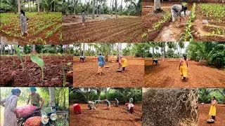 மஞ்சள் தோட்டத்த பாத்து பொண்ணு தந்தாங்க🪴 ஆன.. இப்ப பாருங்க/Turmeric farming/manjal cultivation🌱🌿