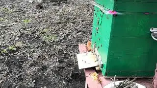 Пчёлы 8 марта 2020 года!!!