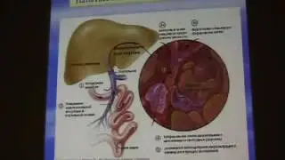 диференциальная диагностика заболевания печени