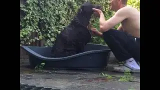 Dog Bath Time