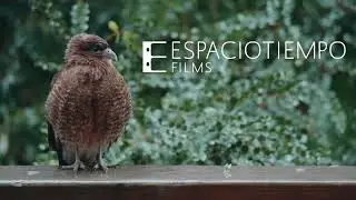 ¿Qué es el cinema sino la música de la luz? 🦉💡