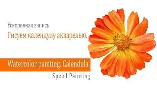 Watercolor Calendula./ Как нарисовать календулу акварелью.
