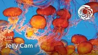 Live Jelly Cam | Monterey Bay Aquarium