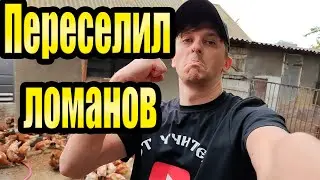 Переселяем Ломанов / инкубируем перепела