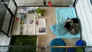 Puppycam, puppies 7 weeks old