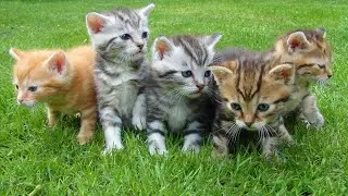 Cute and funny cat videos to keep you smiling!😺