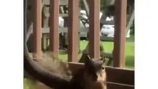 A Random Video I Found On The Internet