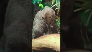 Jaguarundi. A cute and at the same time strong creature. #shorts