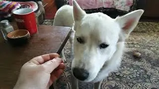 Тоша кушает
