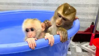 Monkey Kaka was happy when mom let him bathe with Monkey Mit