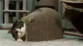 ЧО? ЧО СУКА?