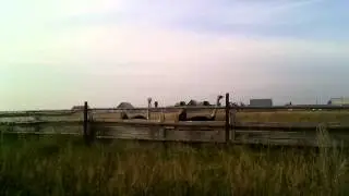 Страусы прикольно идут