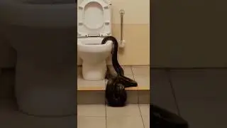 Snake In The Toilet Bowl        #shorts