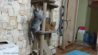 🔥 Коты танцуют ламбаду 🔥