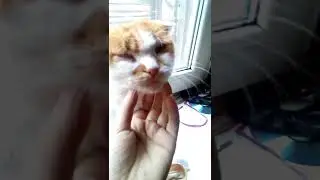 Видос без смысла