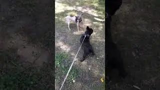 ПЕРВЫЙ ГОЛОС ФРАНЦУЗСКОГО БУЛЬДОГА