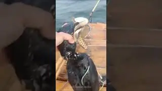 Fish Catching Hacks Tamil | Facts video | #factstamil #factshorts #fishing #fishcatching #hacks #vld