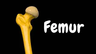 Femur (Thigh Bone): Landmarks, Surfaces & Muscle Attachments | Clinical Anatomy