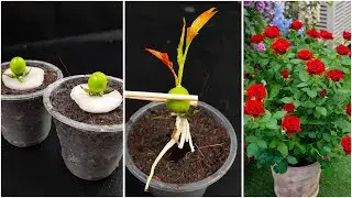 How to propagate rose plants from rose buds roses with onions, the results are surprising