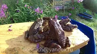 frogs