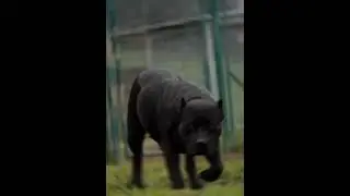 питбультерьер